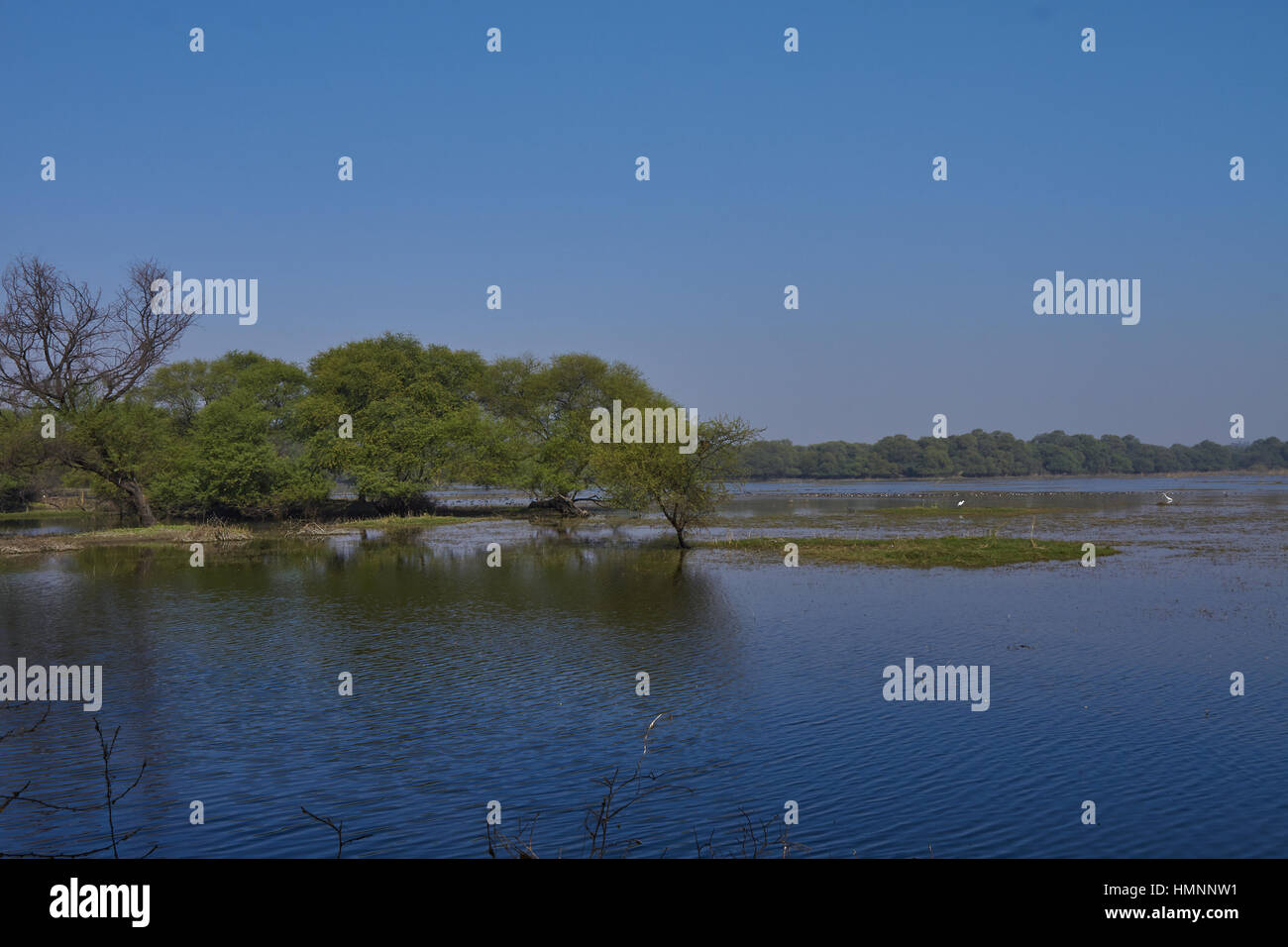 A floating solitary tree with radiating branches leaning towards the ...