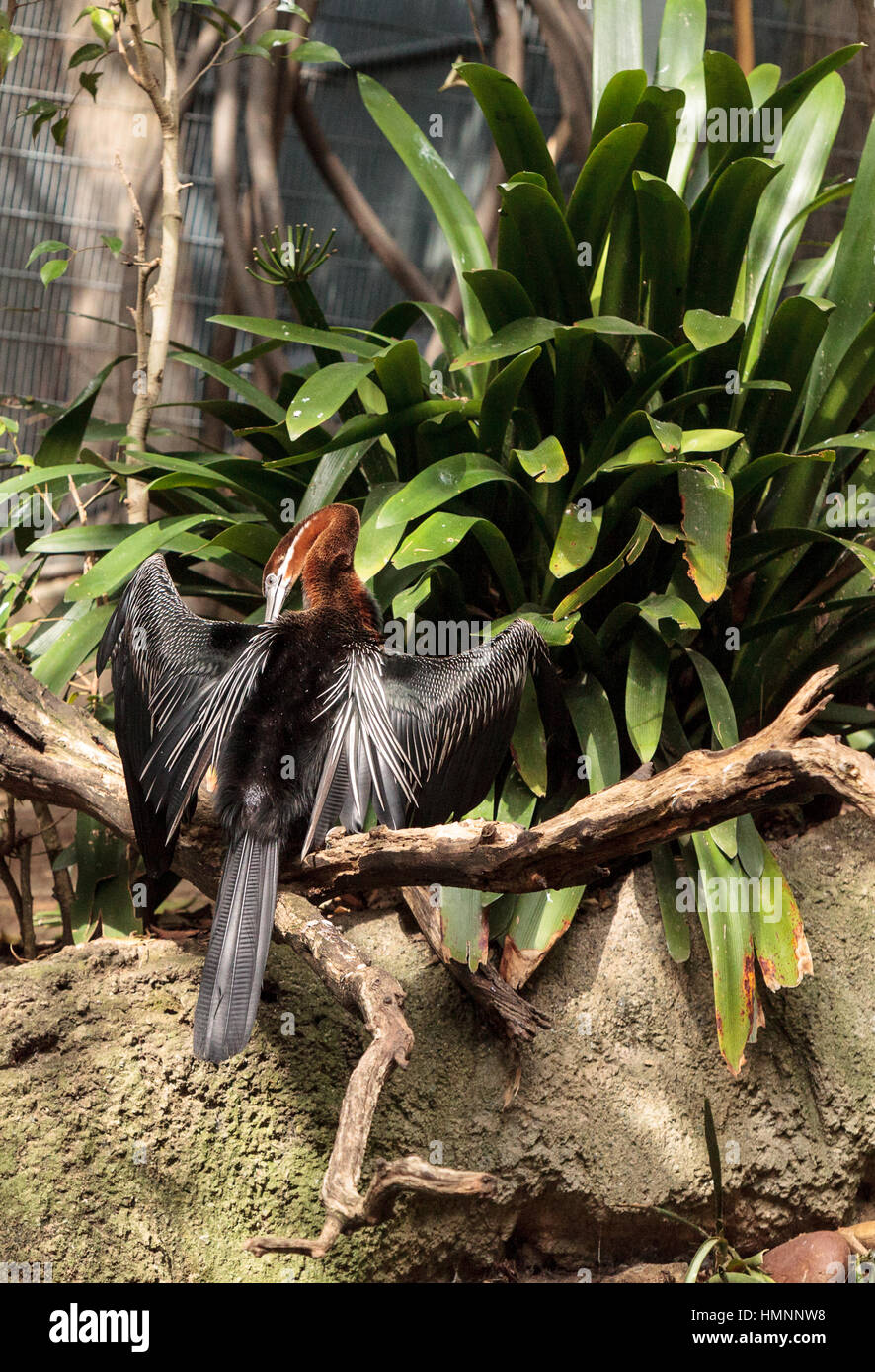 Ufa Rufa African Darter known as Anhinga rufa rufa spreads its wings near a ...
