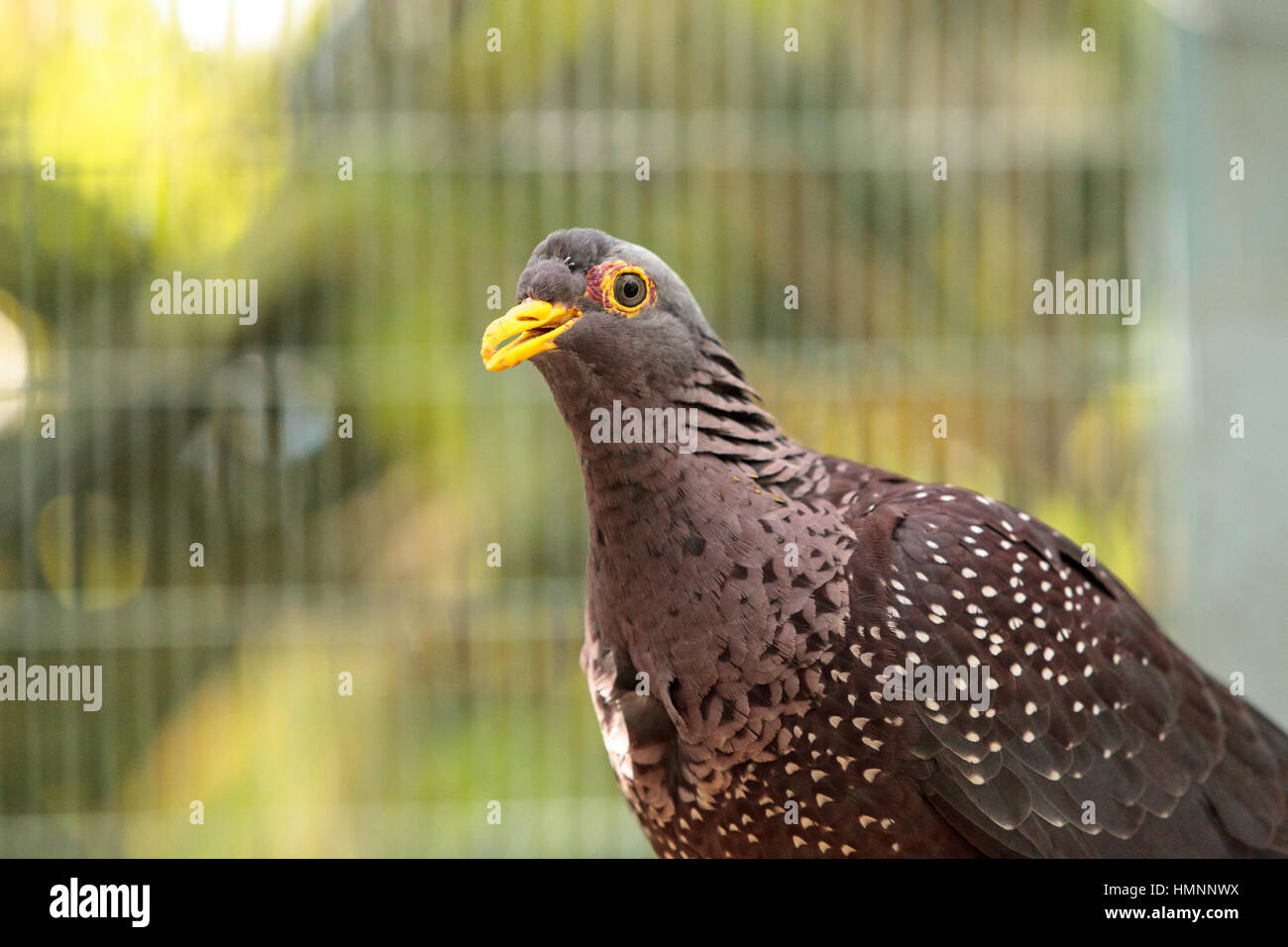 African olive pigeon known as Columba arquatrix perches on a branch. Stock Photo