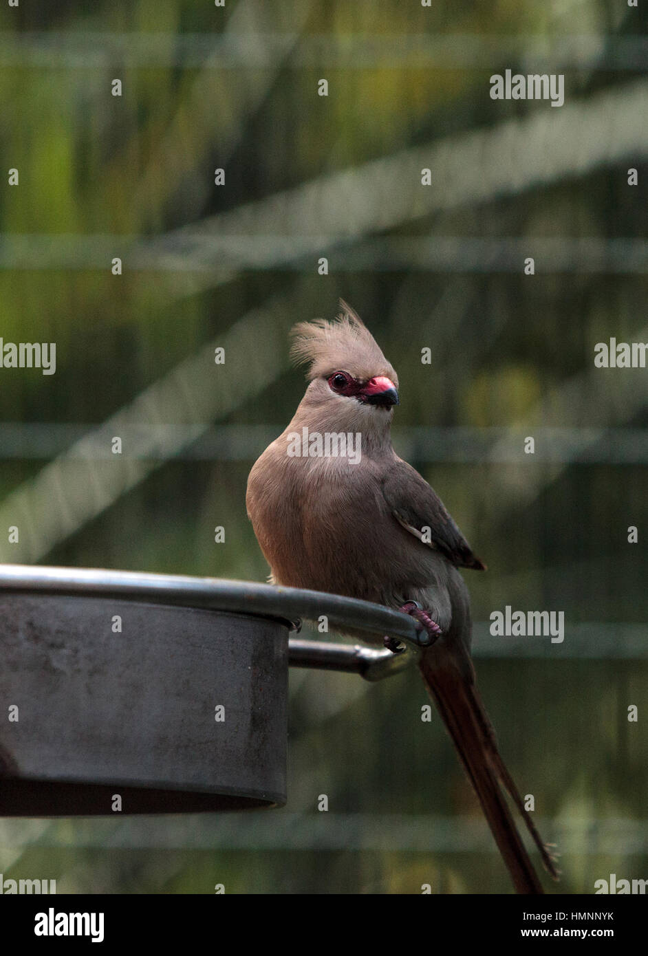 Blue naped mousebird known as Urocolius macrourus is found in Africa Stock Photo