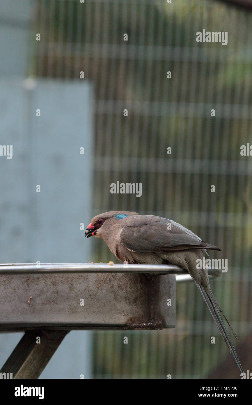 Blue naped mousebird known as Urocolius macrourus is found in Africa Stock Photo