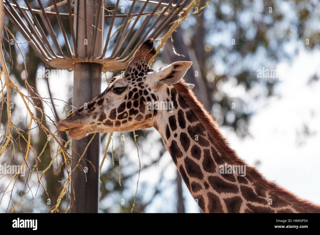 Giraffe are found in Africa and reach a height between 15 and 20 feet tall, with a very long neck. Stock Photo