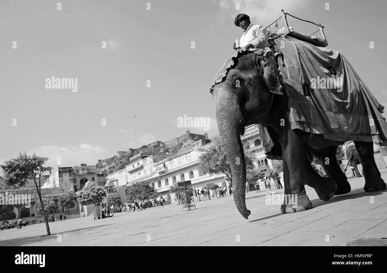 Elephant in Amber Fort, Jaipur, India Stock Photo