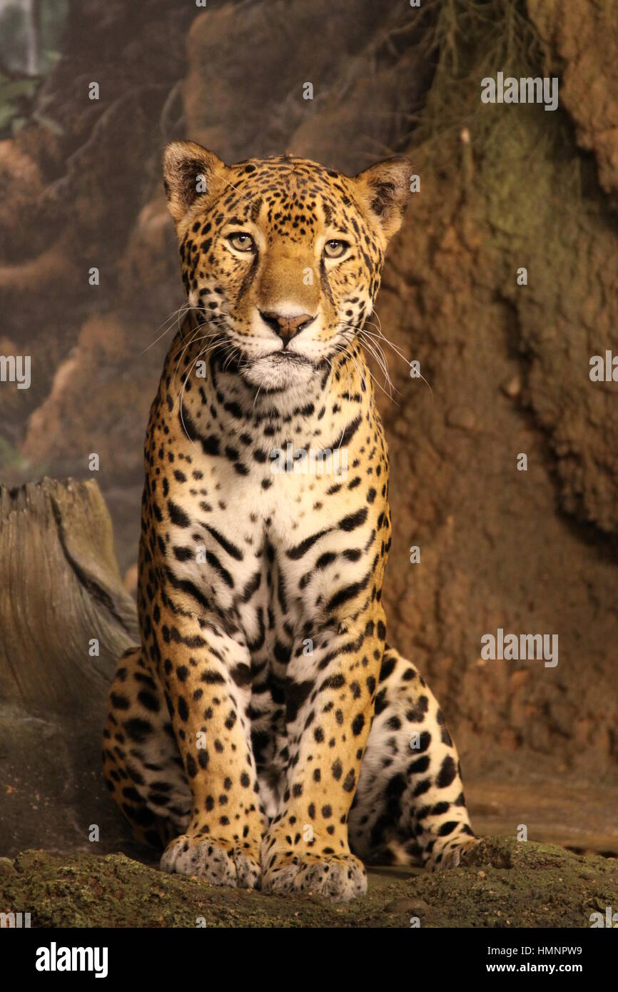 Jaguar in sitting posen Stock Photo
