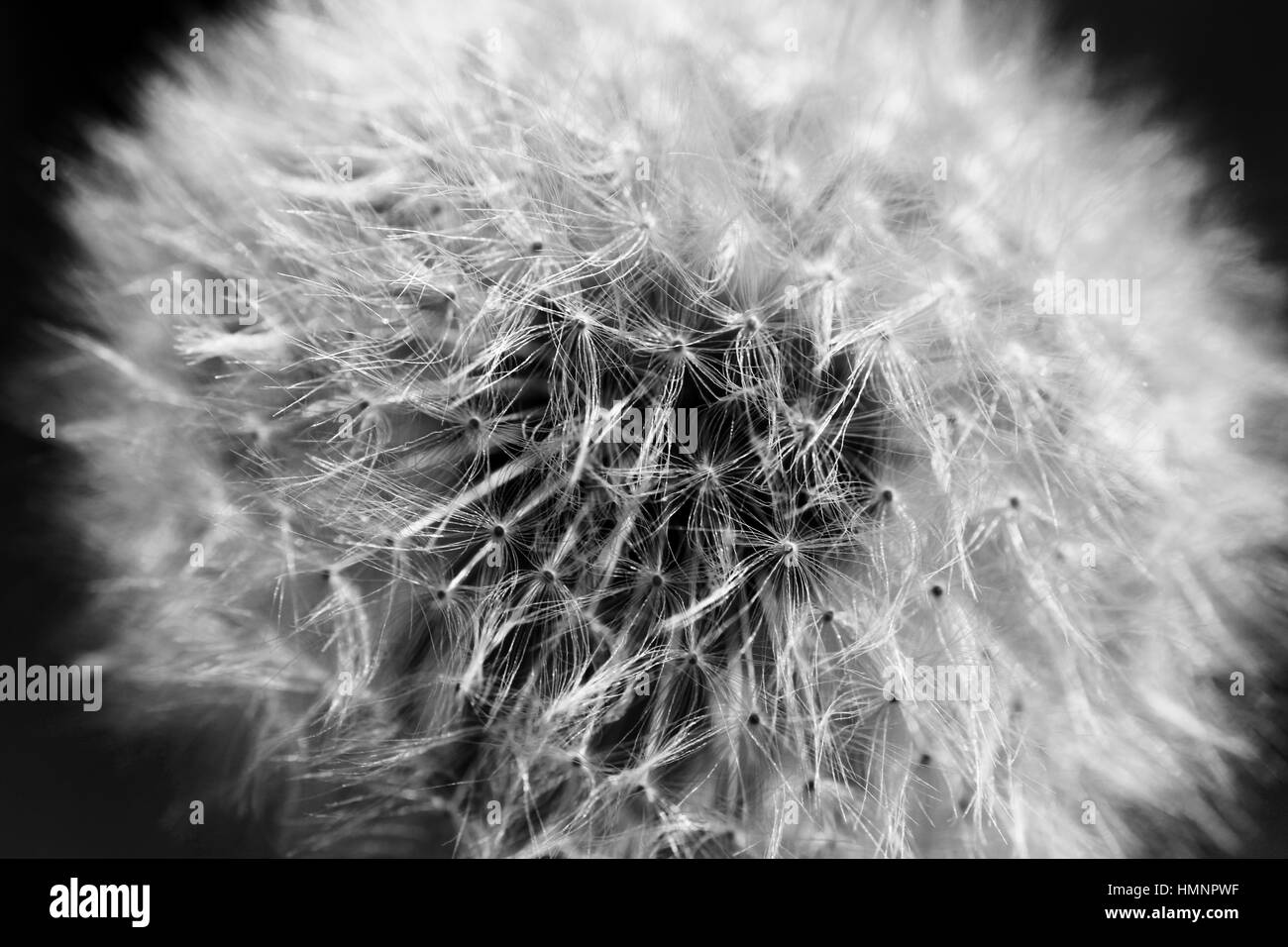 Fluffy white weeds Black and White Stock Photos & Images - Alamy