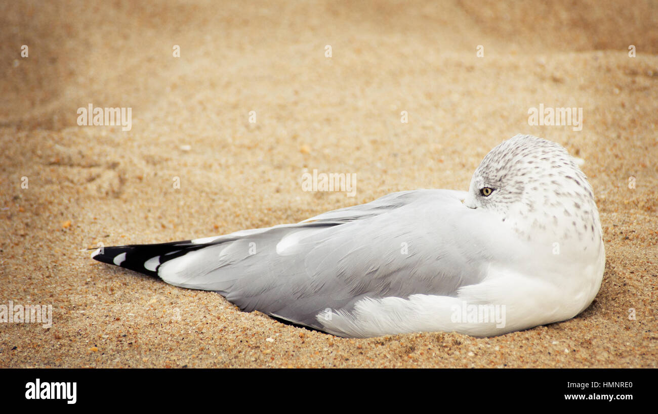 Sleeping seagull hi-res stock photography and images - Alamy