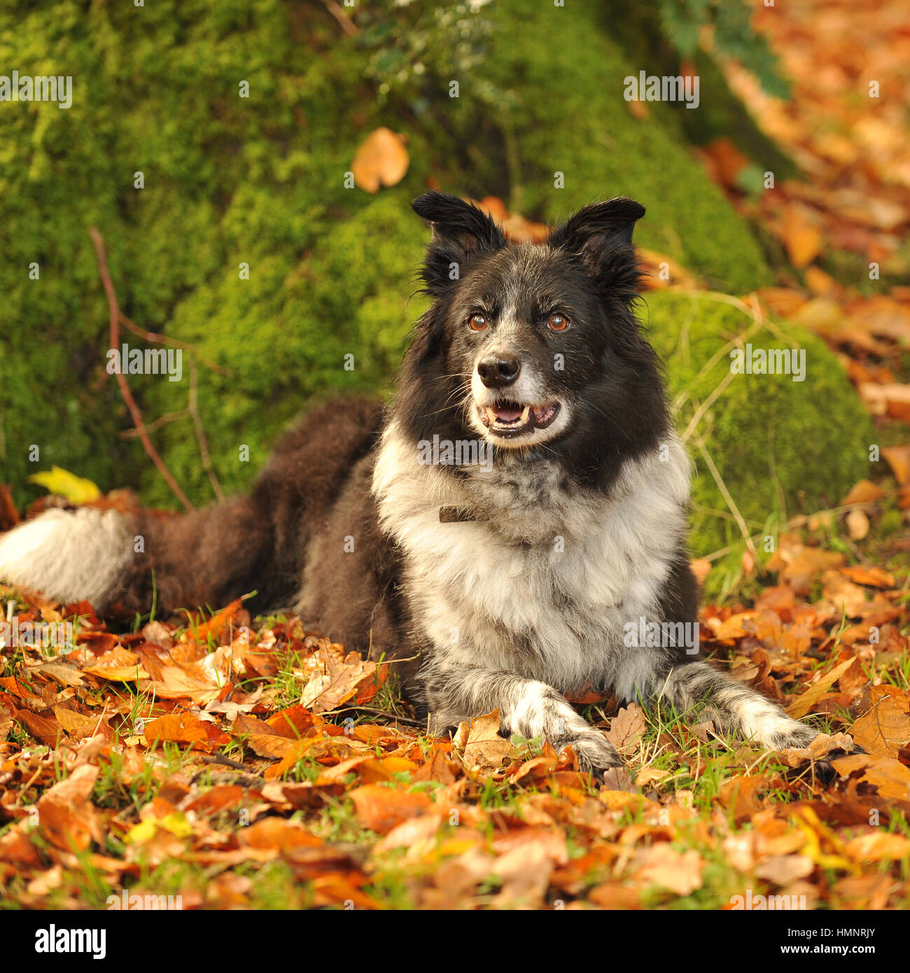 border collie in autumn leaves Stock Photo