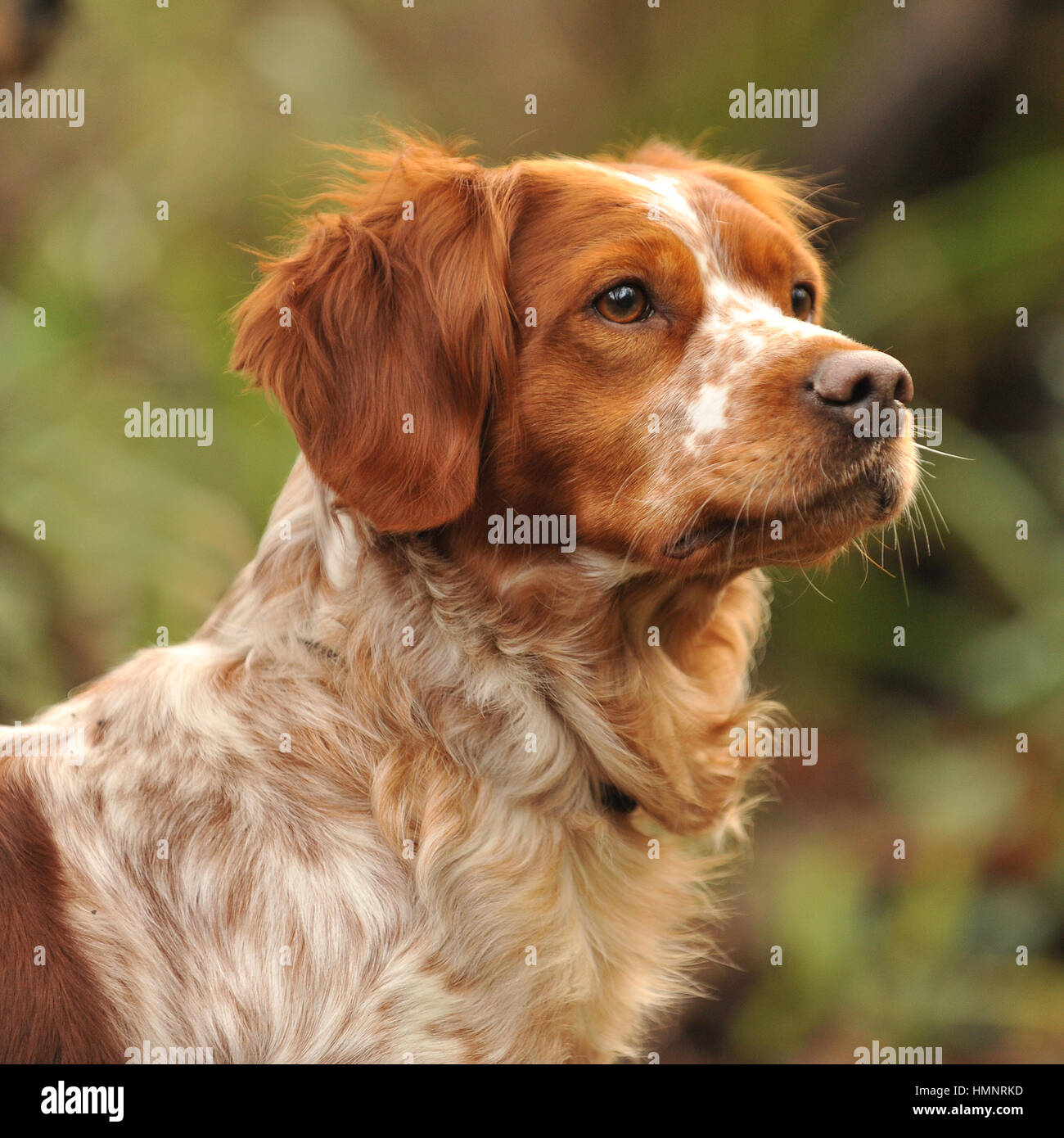 Brittany Spaniel Dog Stock Photo - Alamy