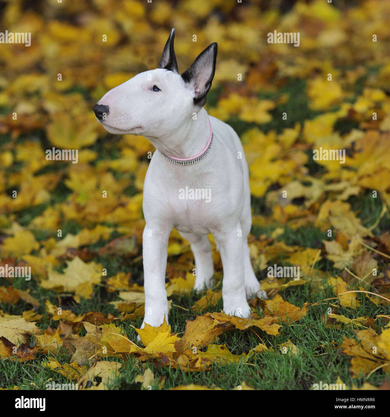 English Bull Terrier Puppy In The Fall Stock Photo Alamy