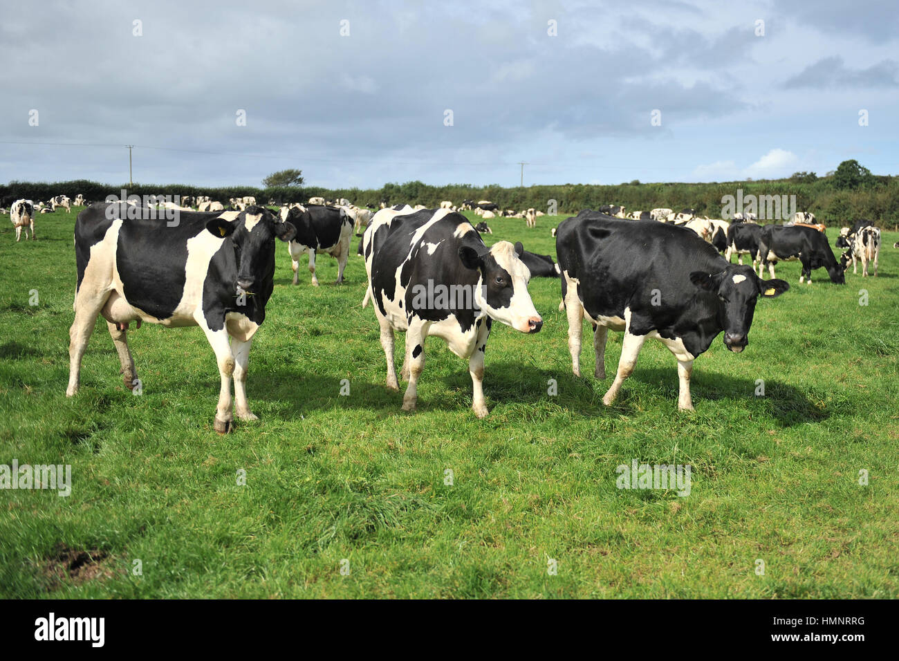 herd of holstein dairy cows Stock Photo
