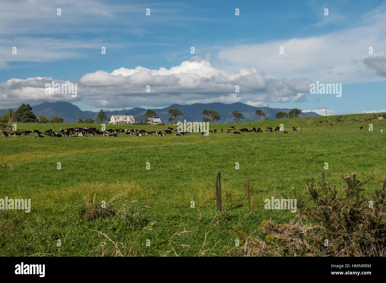Cattle ranch new zealand hires stock photography and images Alamy