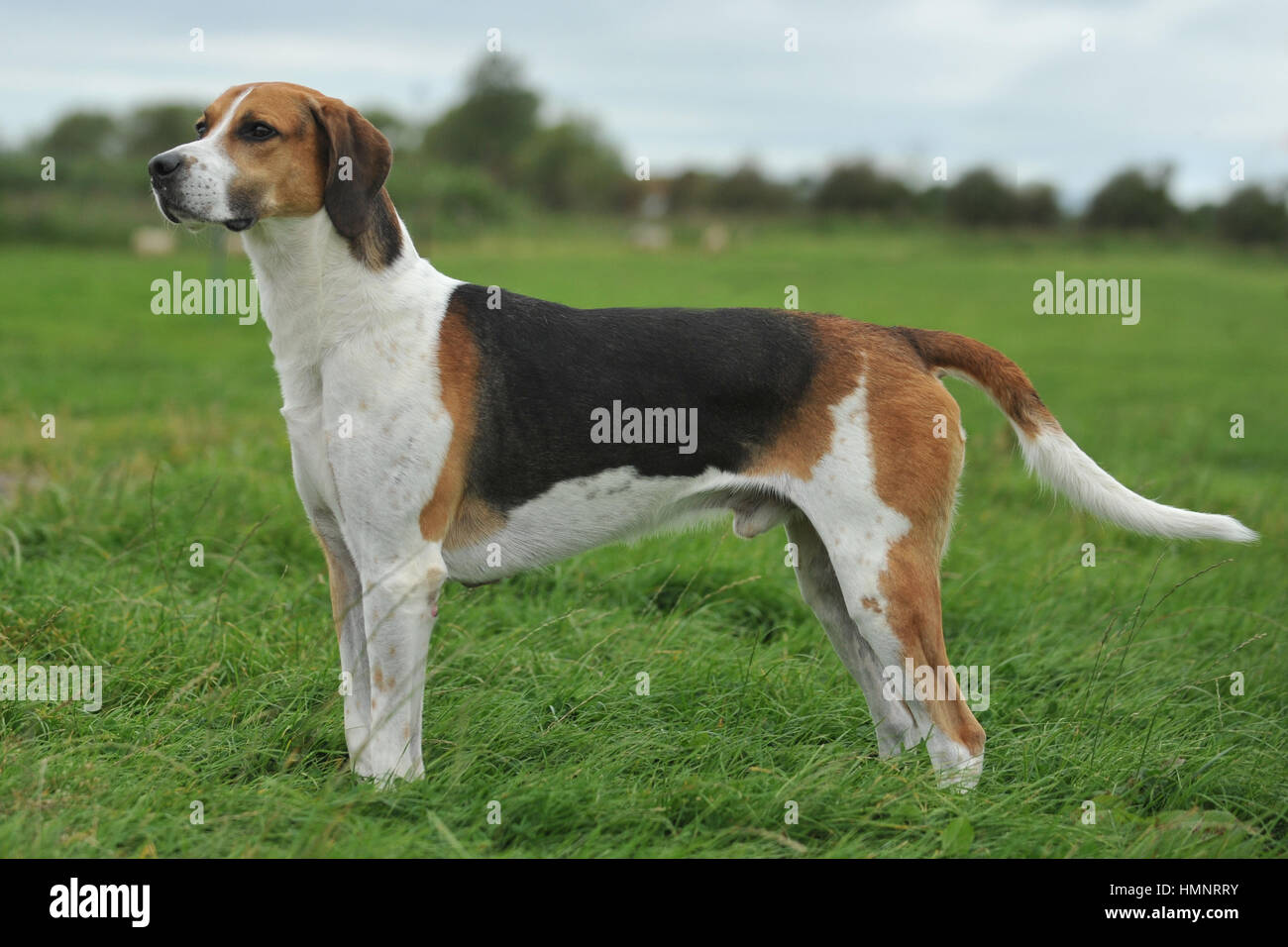 can english foxhounds be guard dogs