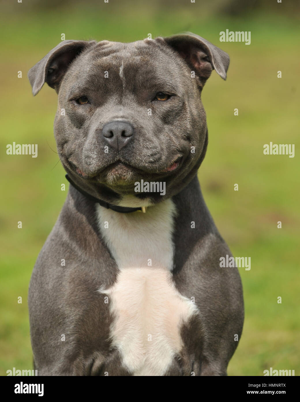 Blue Staffy High Resolution Stock Photography And Images Alamy