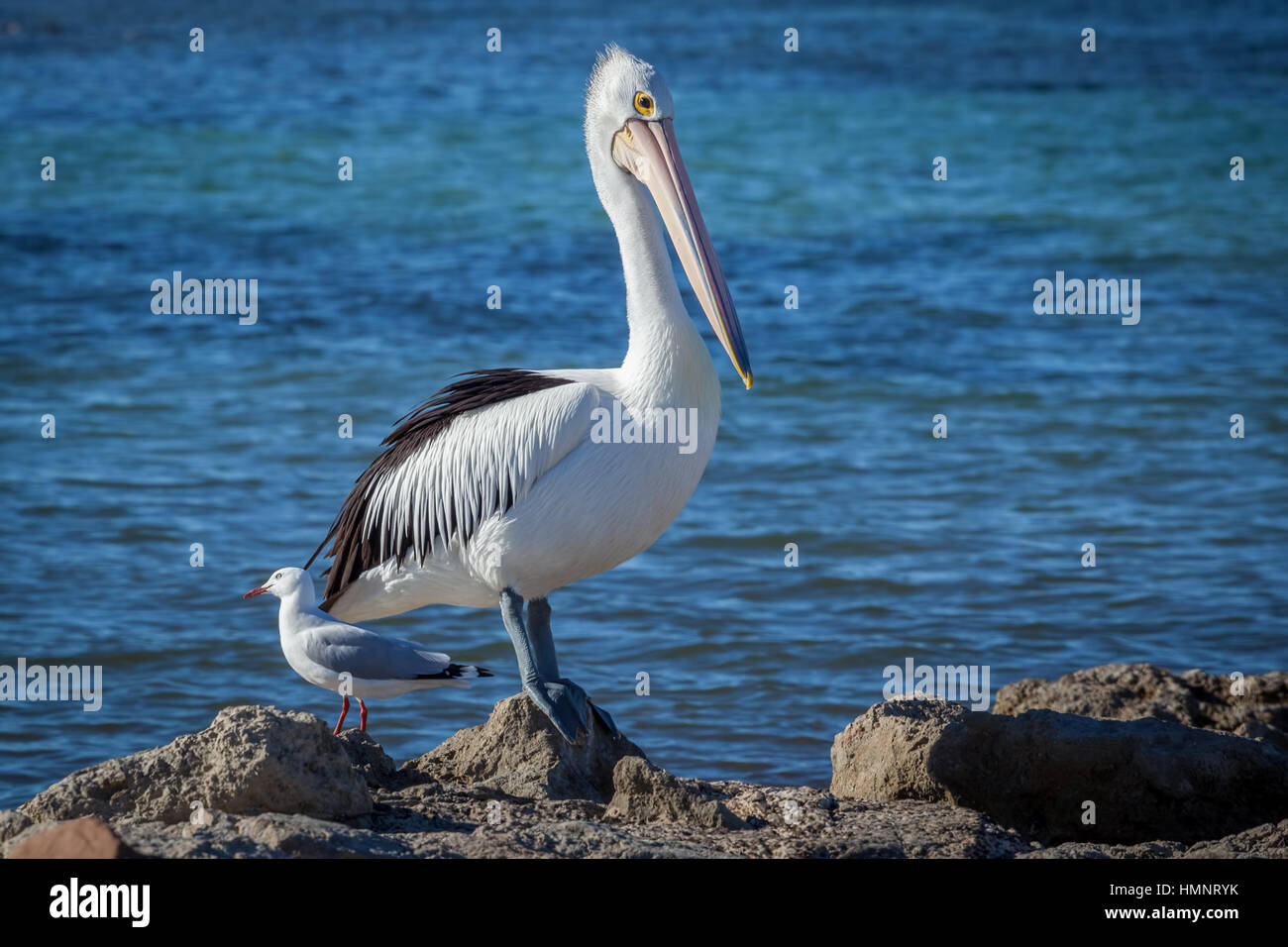 Australian Pelican and seagull on seashore Stock Photo Alamy
