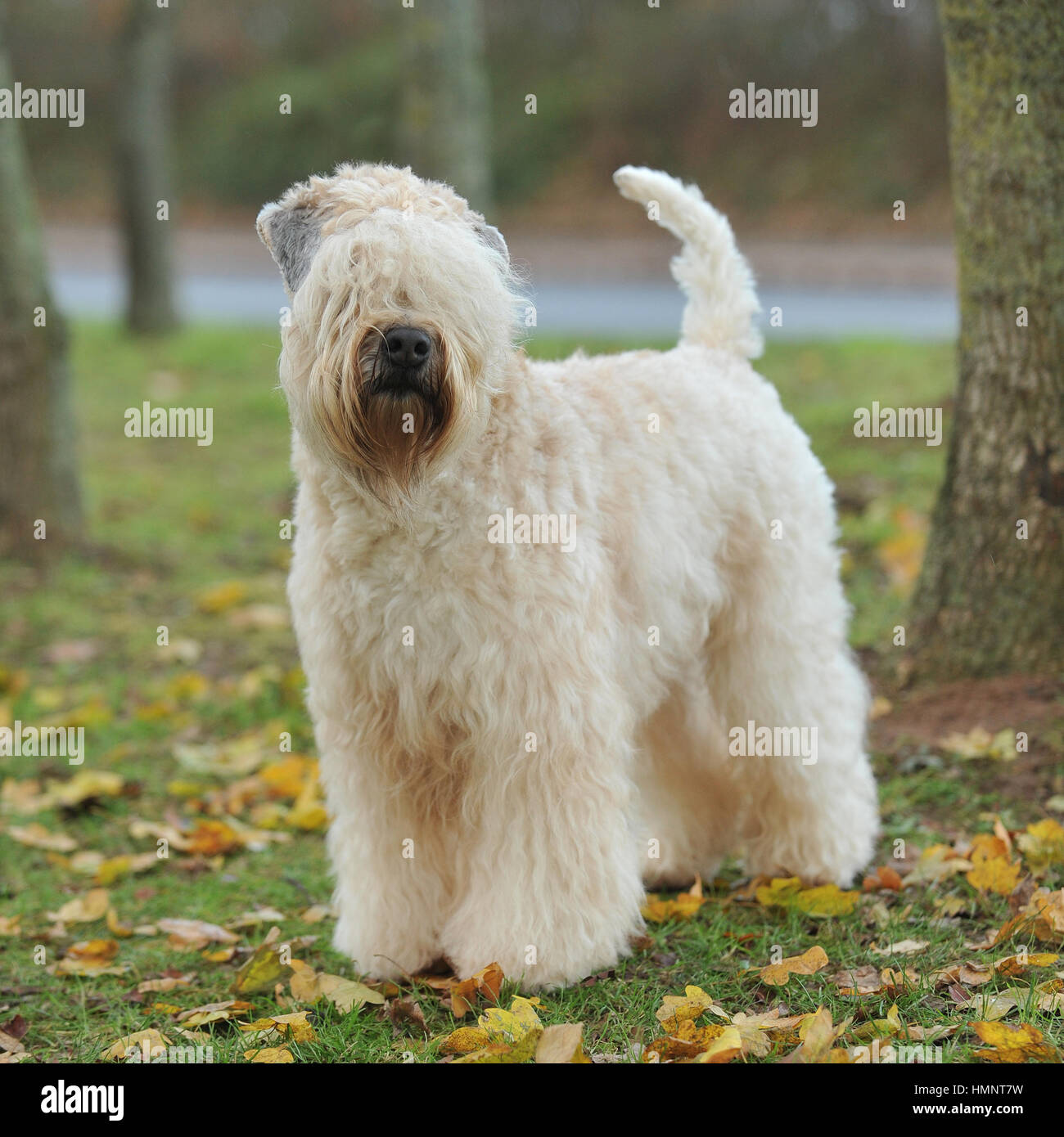 Soft Coated Wheaten Terrier Fall Uk Full Tail Stock Photo