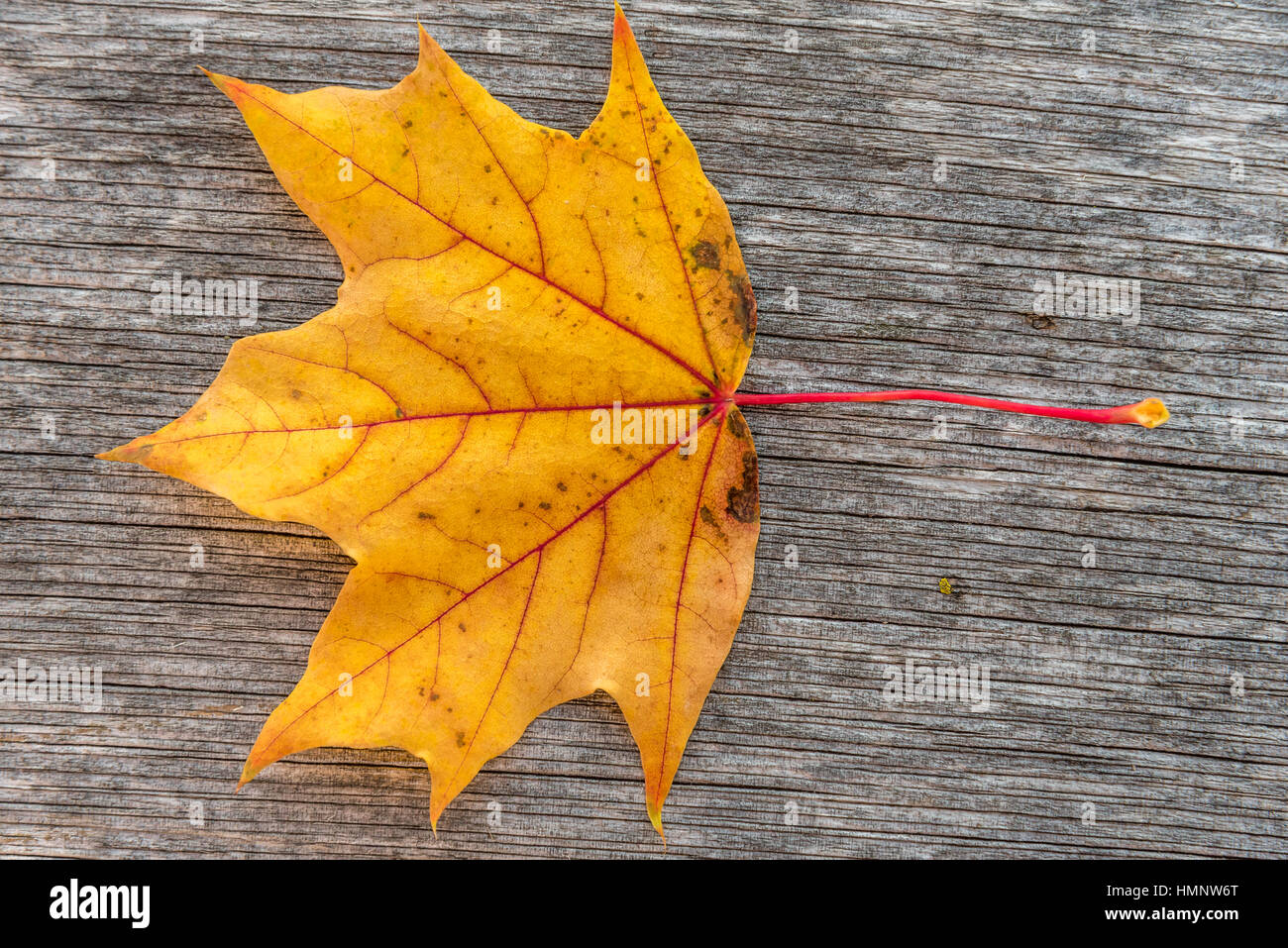 Old brown maple leaf hi-res stock photography and images - Alamy