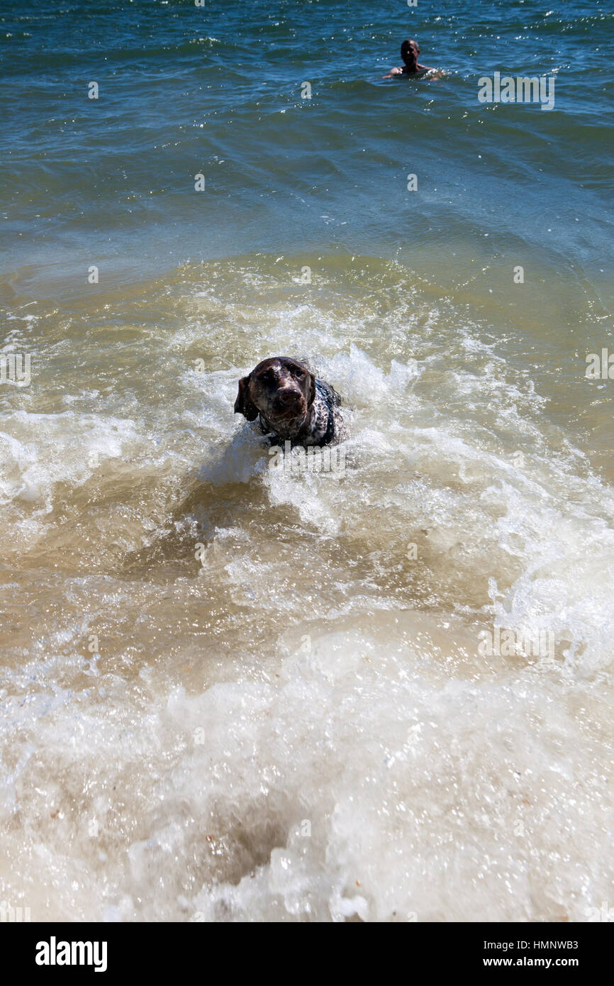 German Shorthaired Pointer dog in surf Stock Photo