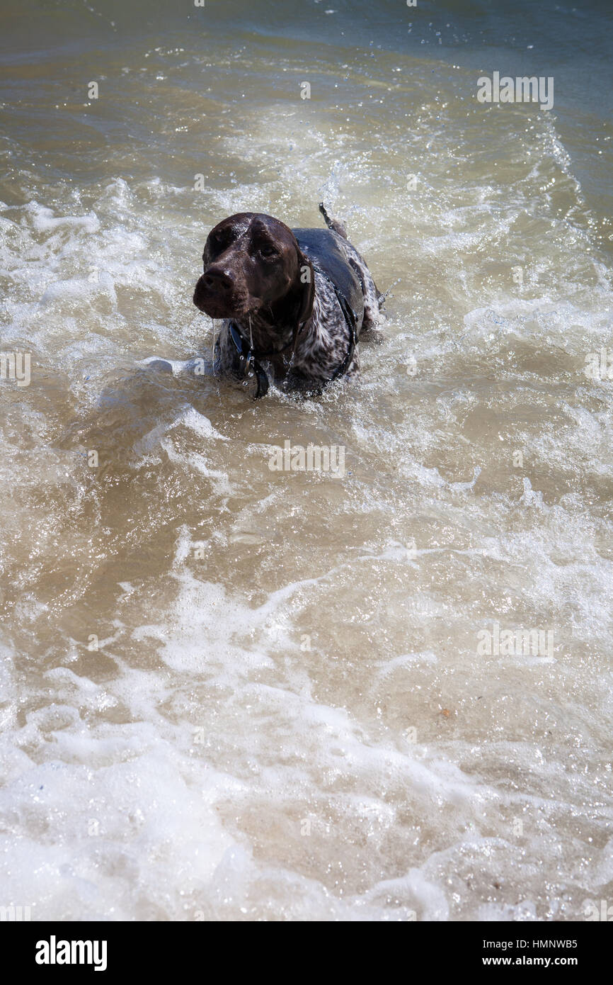 German Shorthaired Pointer dog in surf Stock Photo