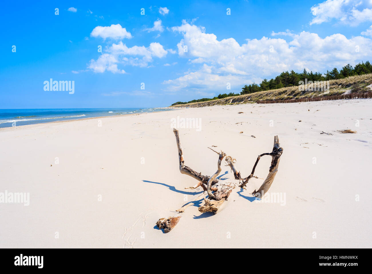 Dry tree trunk on white sand beach in Lubiatowo, Baltic Sea, Poland Stock Photo