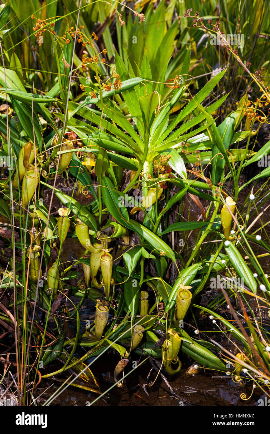 Pitcher plant, Nepenthes madagascariensis, Palmarium Res, Ankanin'Ny Nofy, Pangalanes Channel, E. Madagascar, by Monika Hrdinova/Dembinsky Photo Assoc Stock Photo
