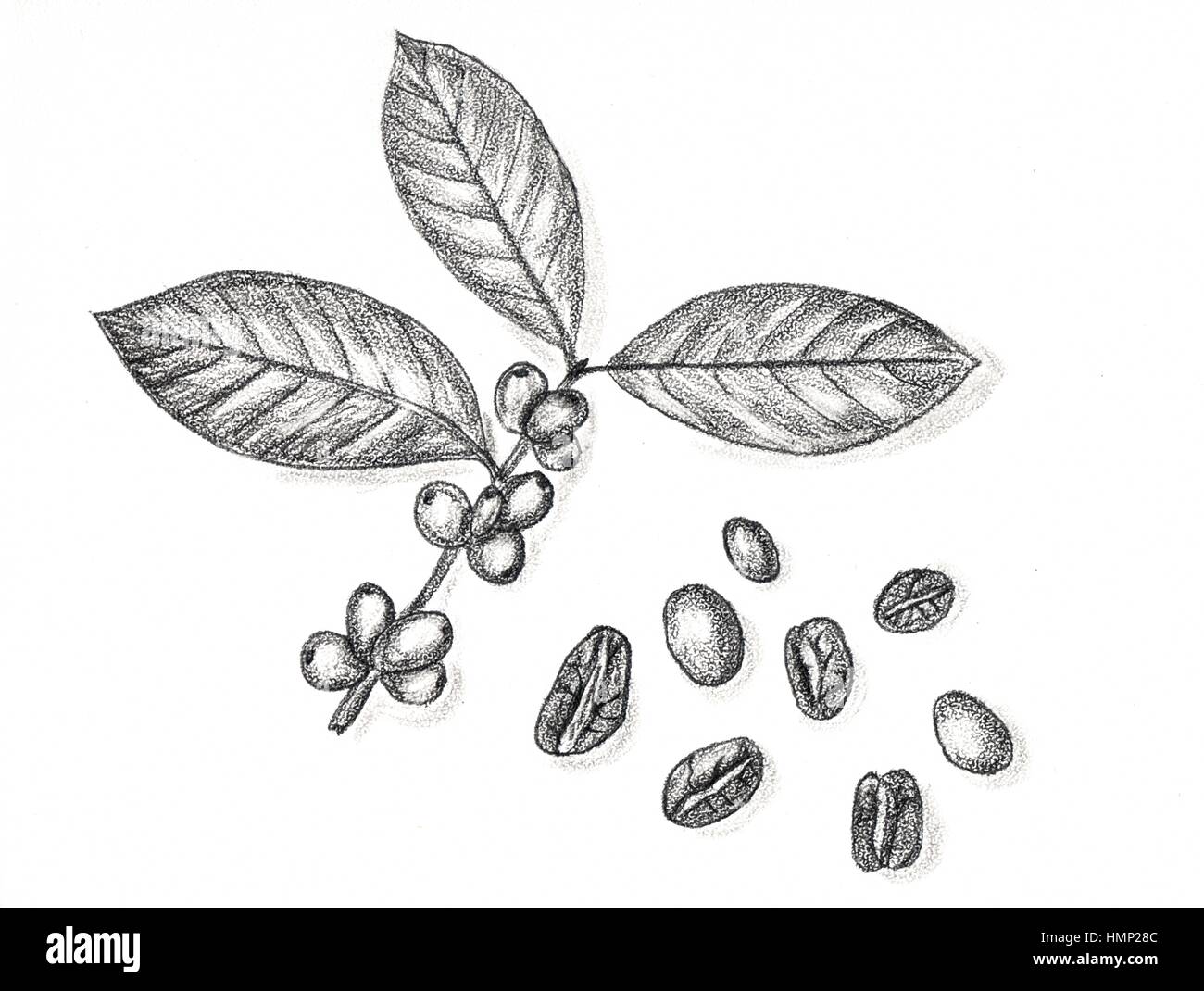 Coffee branch and coffee beans. Hand draw pencil. Hand drawn