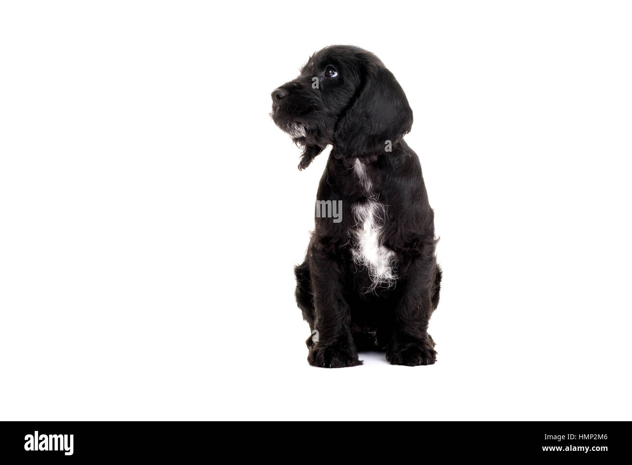 A studio shot of a cute Cockapoo, eight week old puppy taken against a plain white background Stock Photo