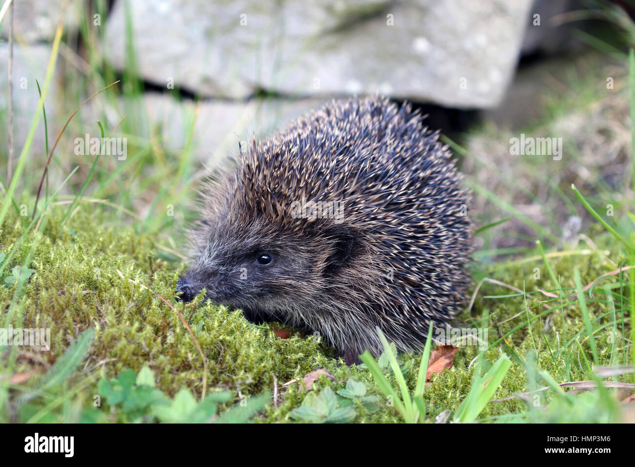 15009 Erinaceus Europaeus European Hedgehog main image 1