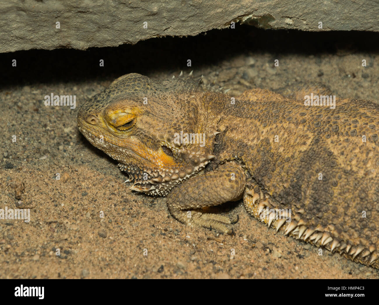 Bearded dragon lizard camouflaged in sand under a rocky edge Stock Photo Alamy