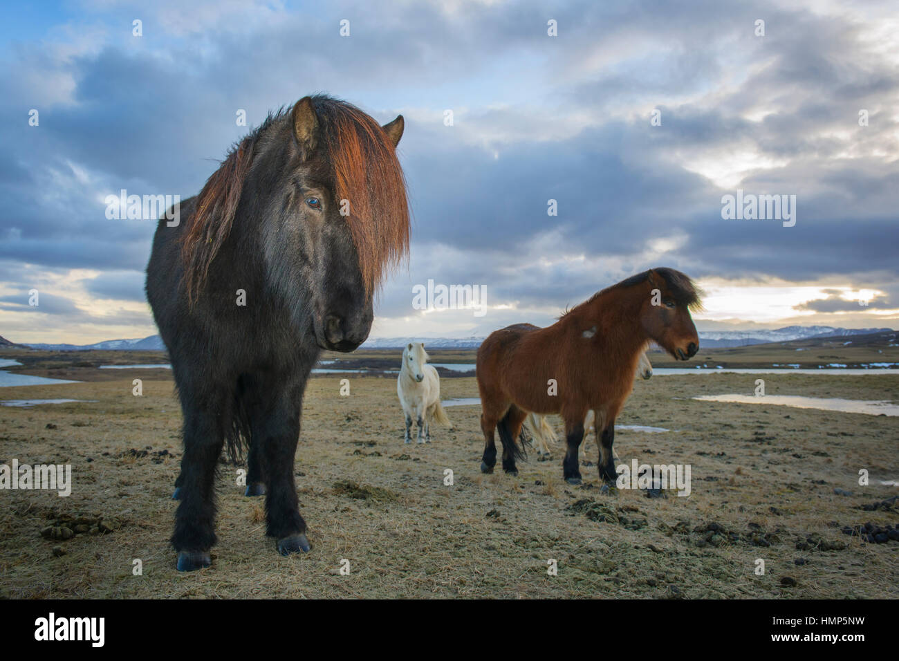 Icelandic horse (Eguus cabballus) portrait in Icelandic landscape, Iceland. Stock Photo
