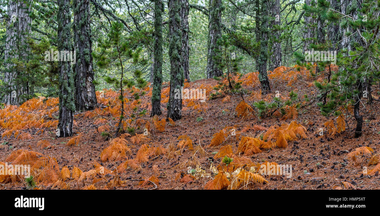 Spring Troodos mountains in Cyprus Stock Photo