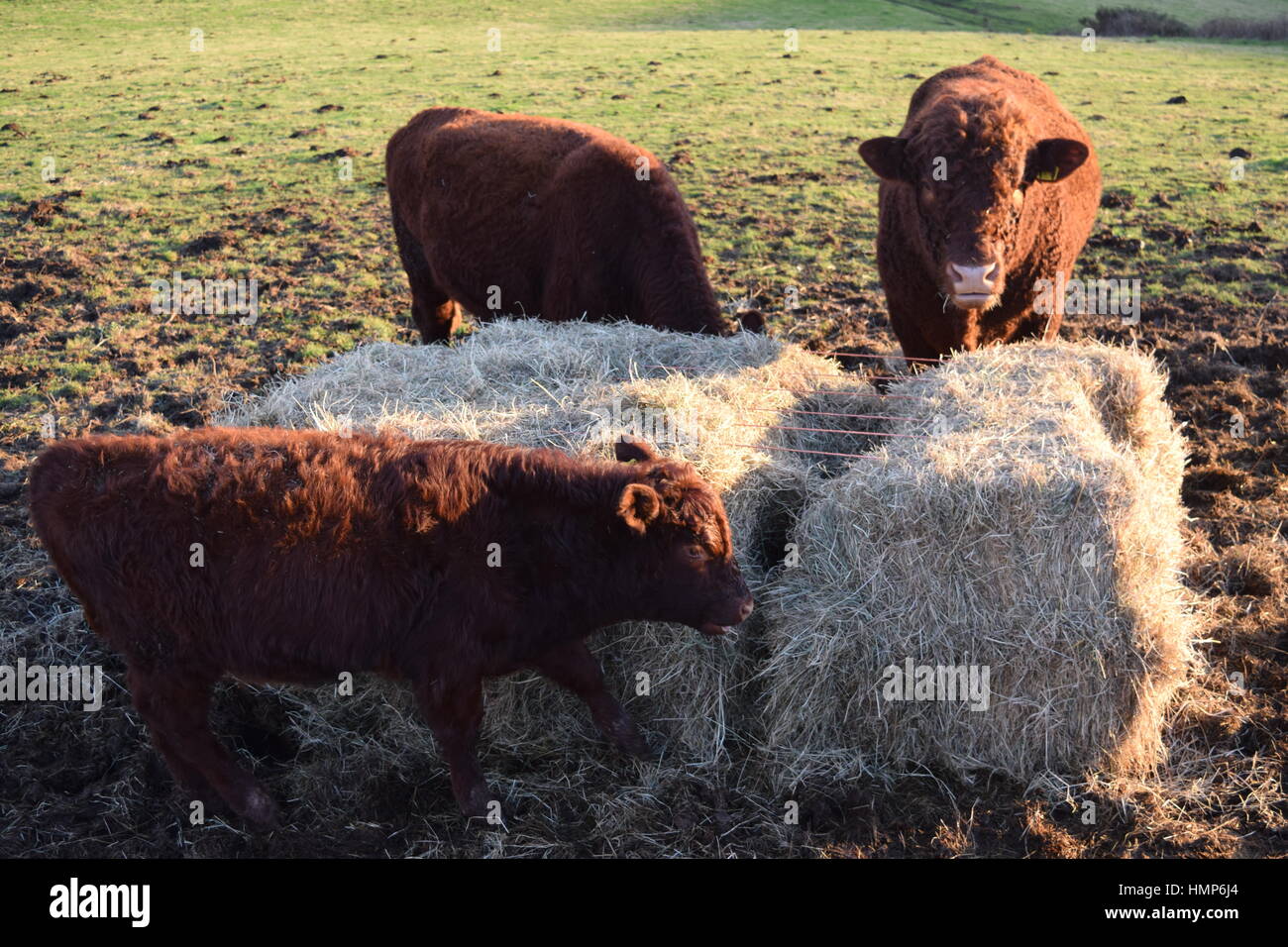 Brown cows in a field Stock Photo - Alamy