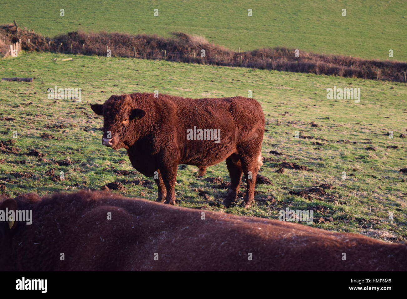 Brown cows in a field Stock Photo - Alamy