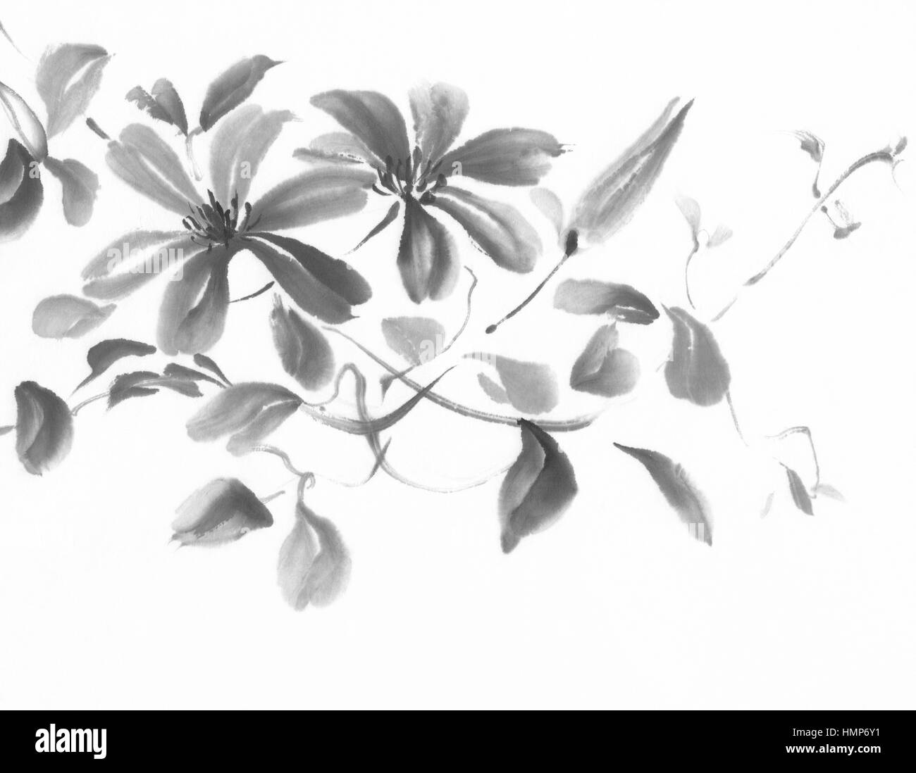 Clematis ink painting Stock Photo