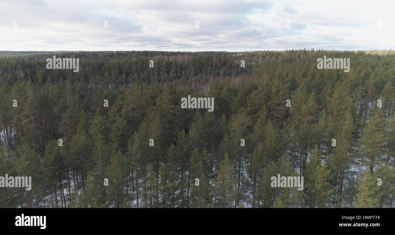 Aerial photo of winter pine forest in daylight Stock Photo - Alamy