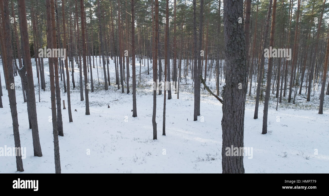 Aerial photo of sunset in winter pine forest Stock Photo - Alamy