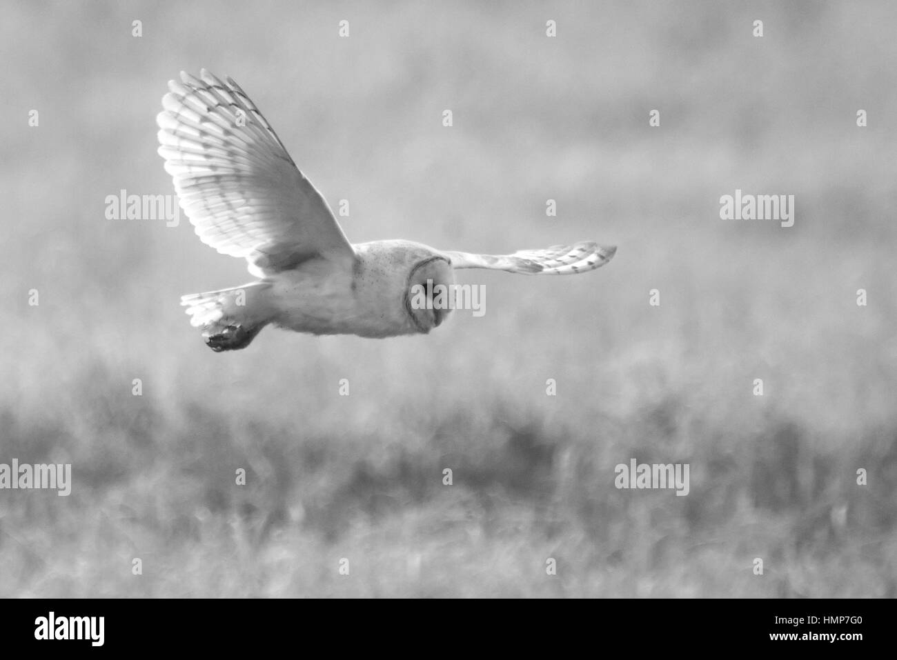 Barn owl hunting above a field Stock Photo