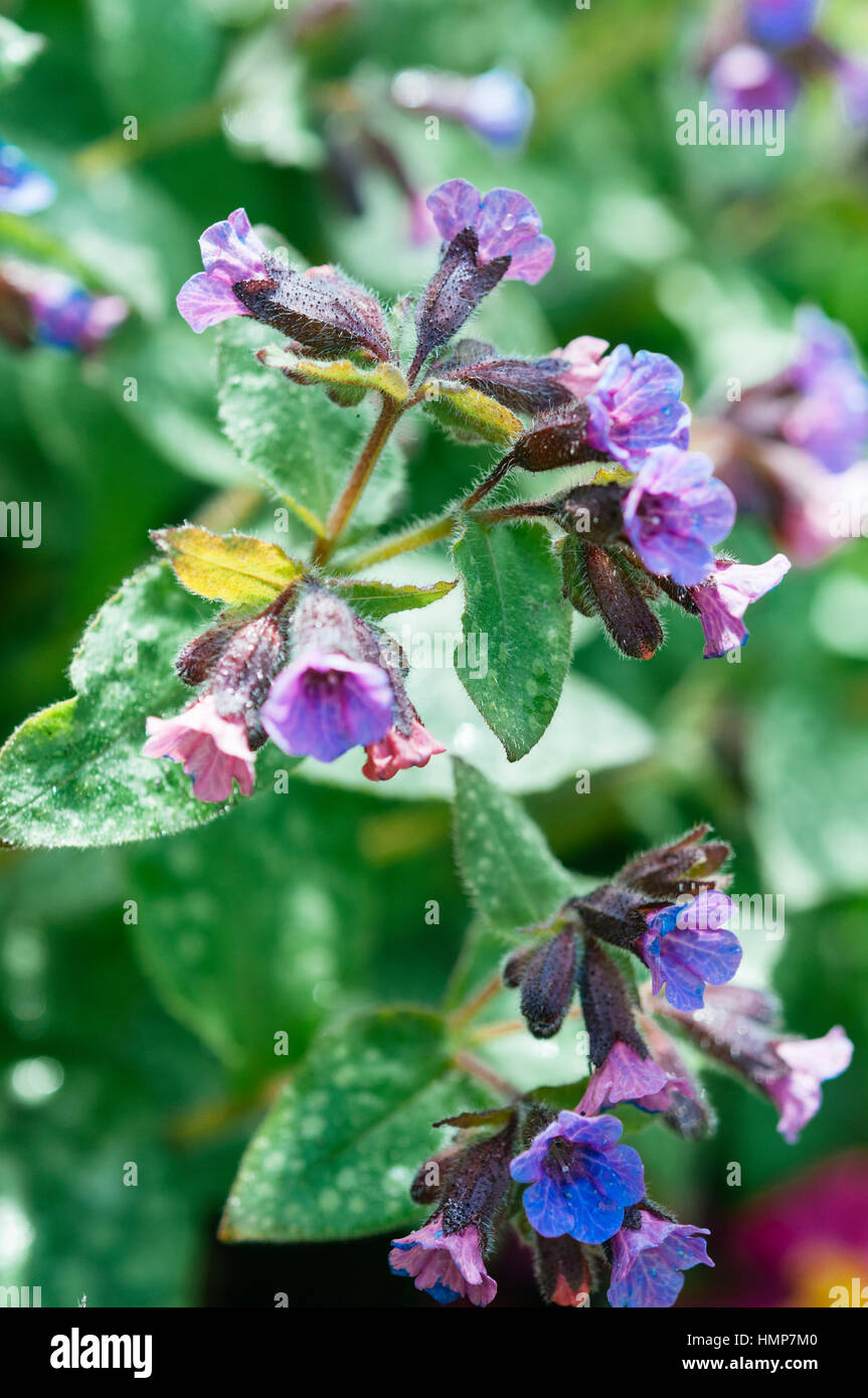 Little Pulmonaria (Pulmonaria officinalis) flowers in spring time. Stock Photo