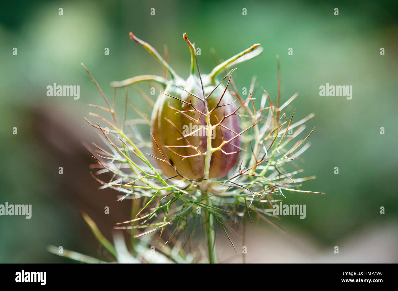 Nigella damascena seed capsule Stock Photo