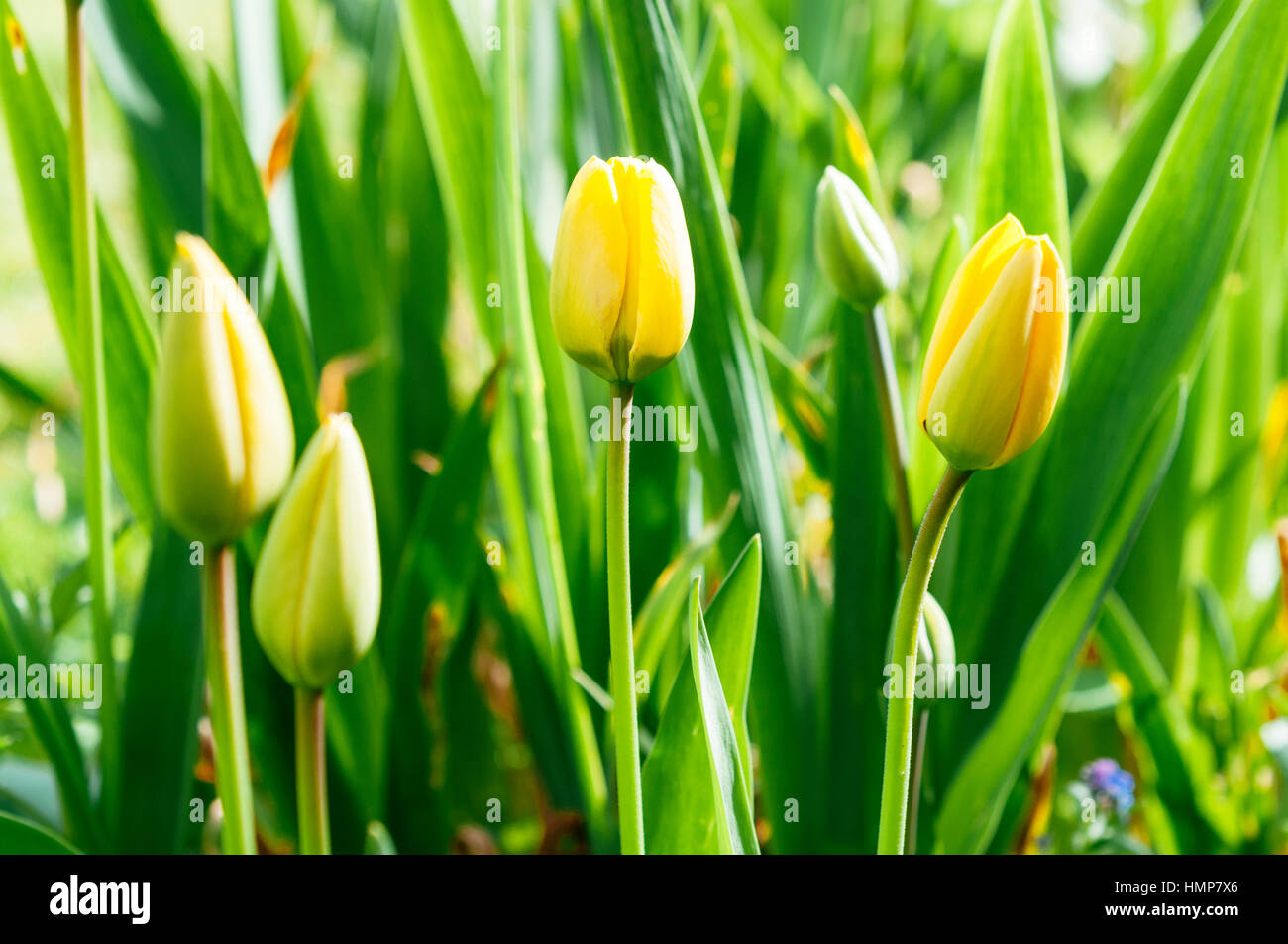Group of yellow tulips in a garden Stock Photo - Alamy