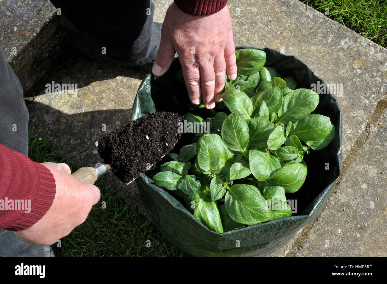 Gardener topping up Potatoes with compost growing in a space saving