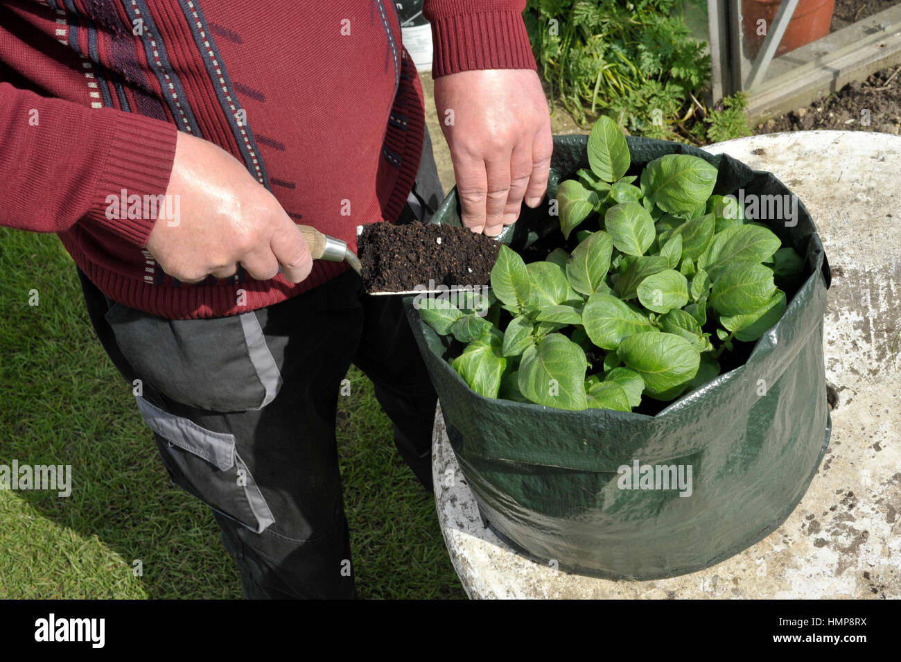 Gardener topping up Potatoes with compost growing in a space saving patio bag or vegetable