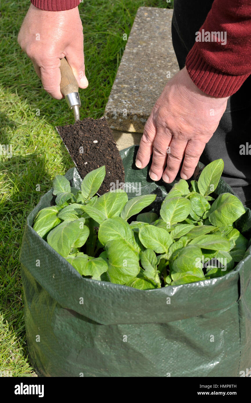 Gardener topping up Potatoes with compost growing in a space saving