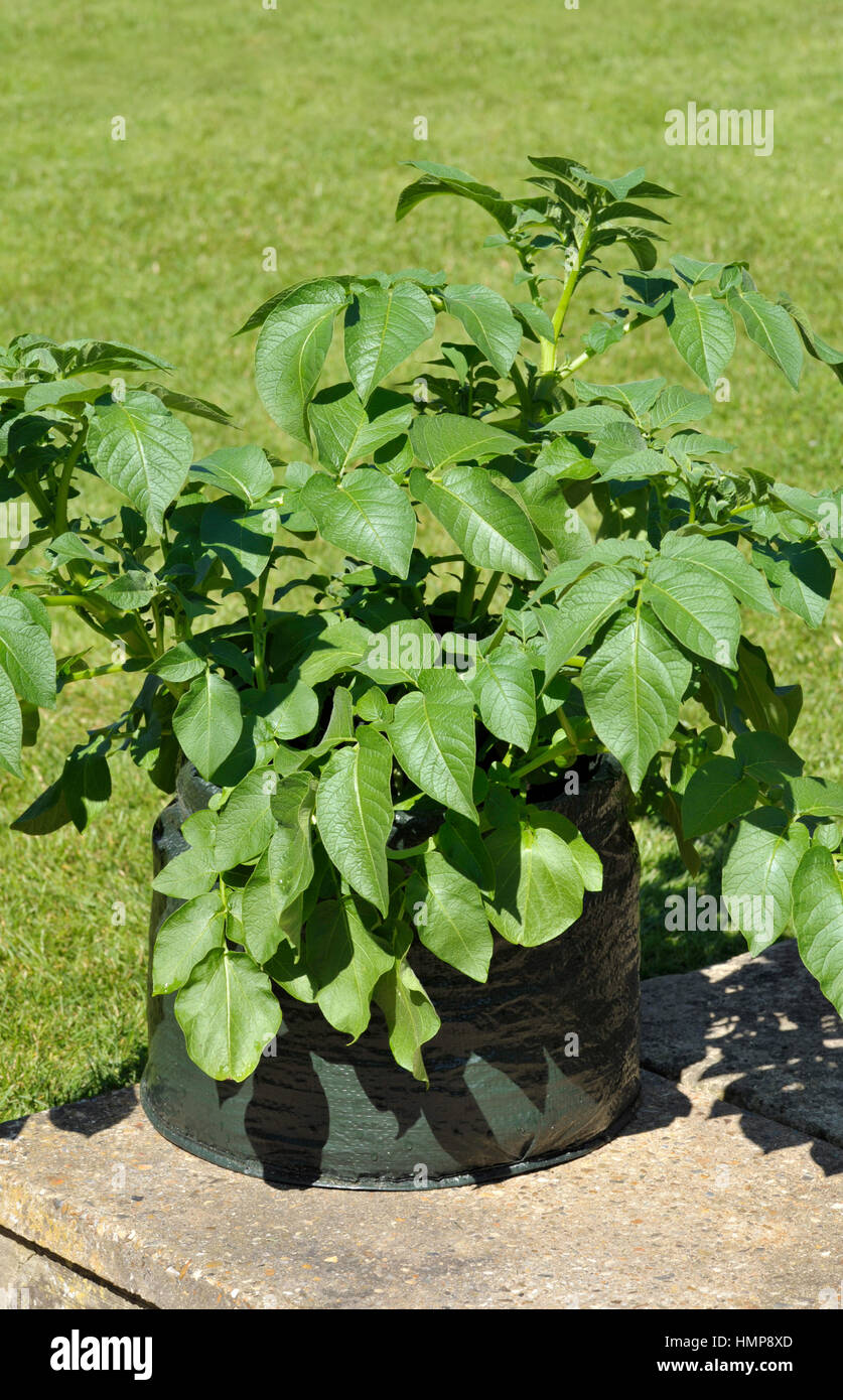 Container growing potatoes in a space saving patio bag of compost