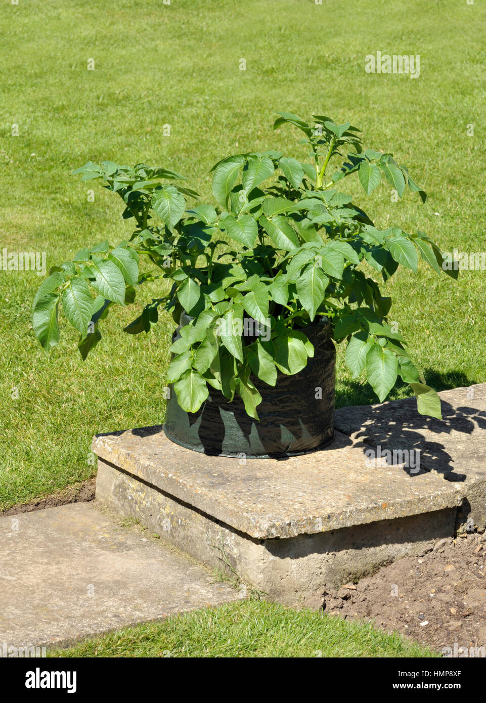 https://c8.alamy.com/comp/HMP8XF/container-growing-potatoes-in-a-space-saving-patio-bag-of-compost-HMP8XF.jpg