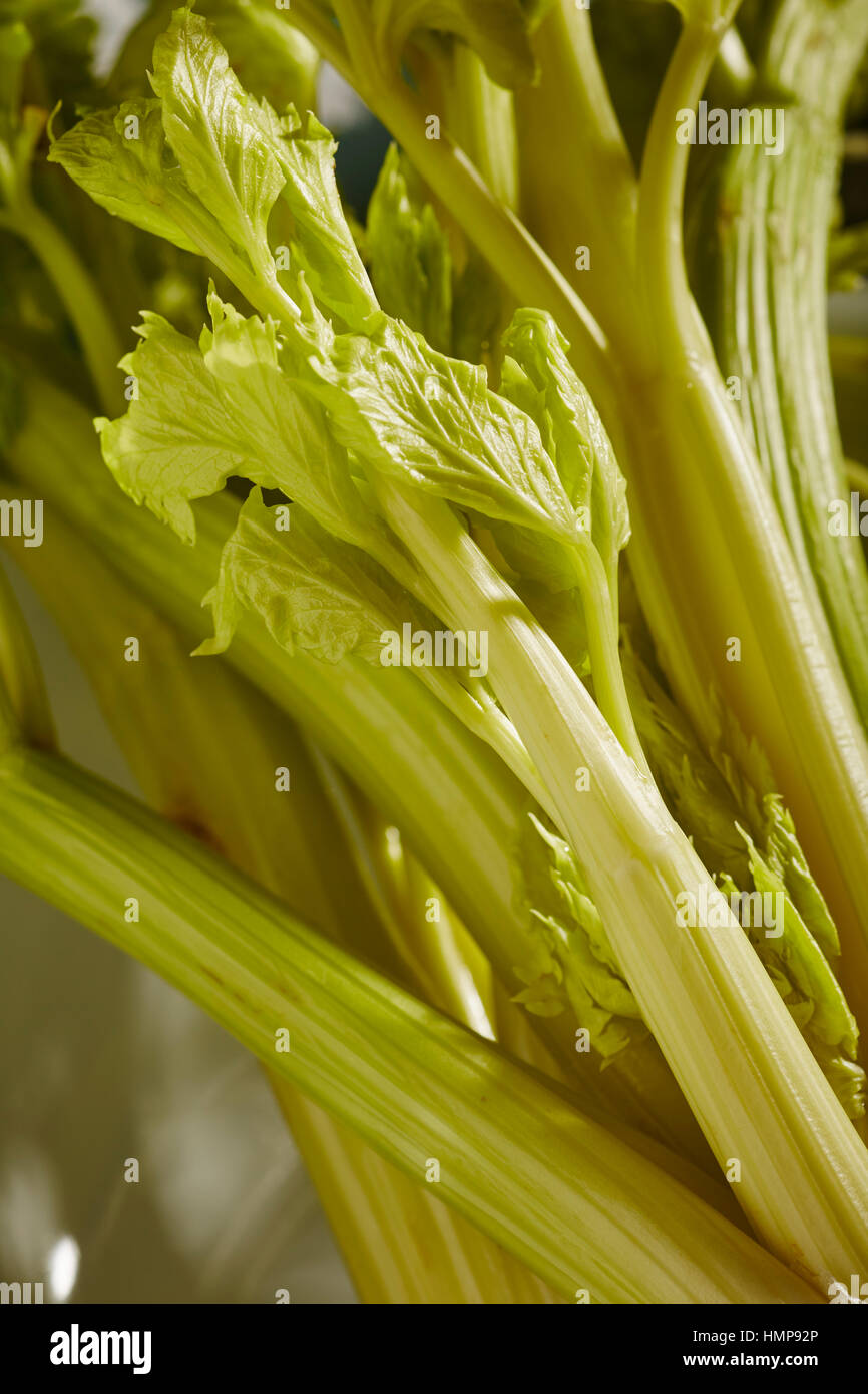 bunch of fresh celery Stock Photo