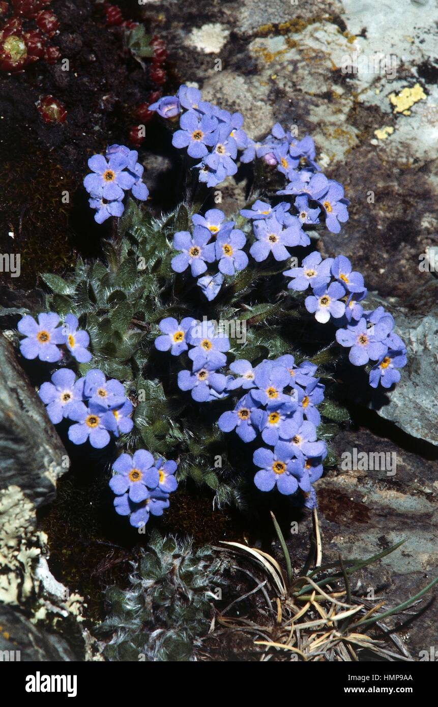 Eritrichium nanum, Boraginaceae. Stock Photo