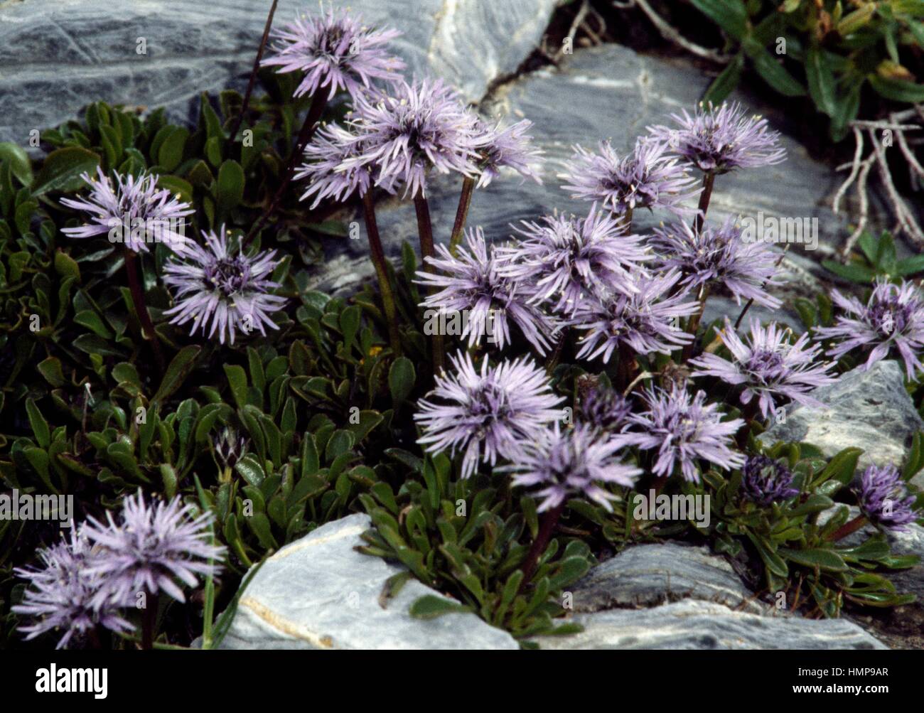 Globularia repens, Plantaginaceae. Stock Photo