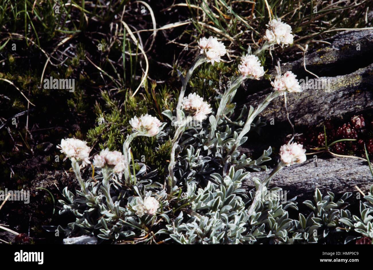 Mountain Everlasting or Catsfoot (Antennaria dioica), Asteraceae. Stock Photo