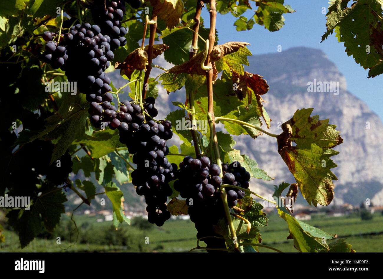 Bunches of grapes (Vitis vinifera), Vitaceae. Stock Photo