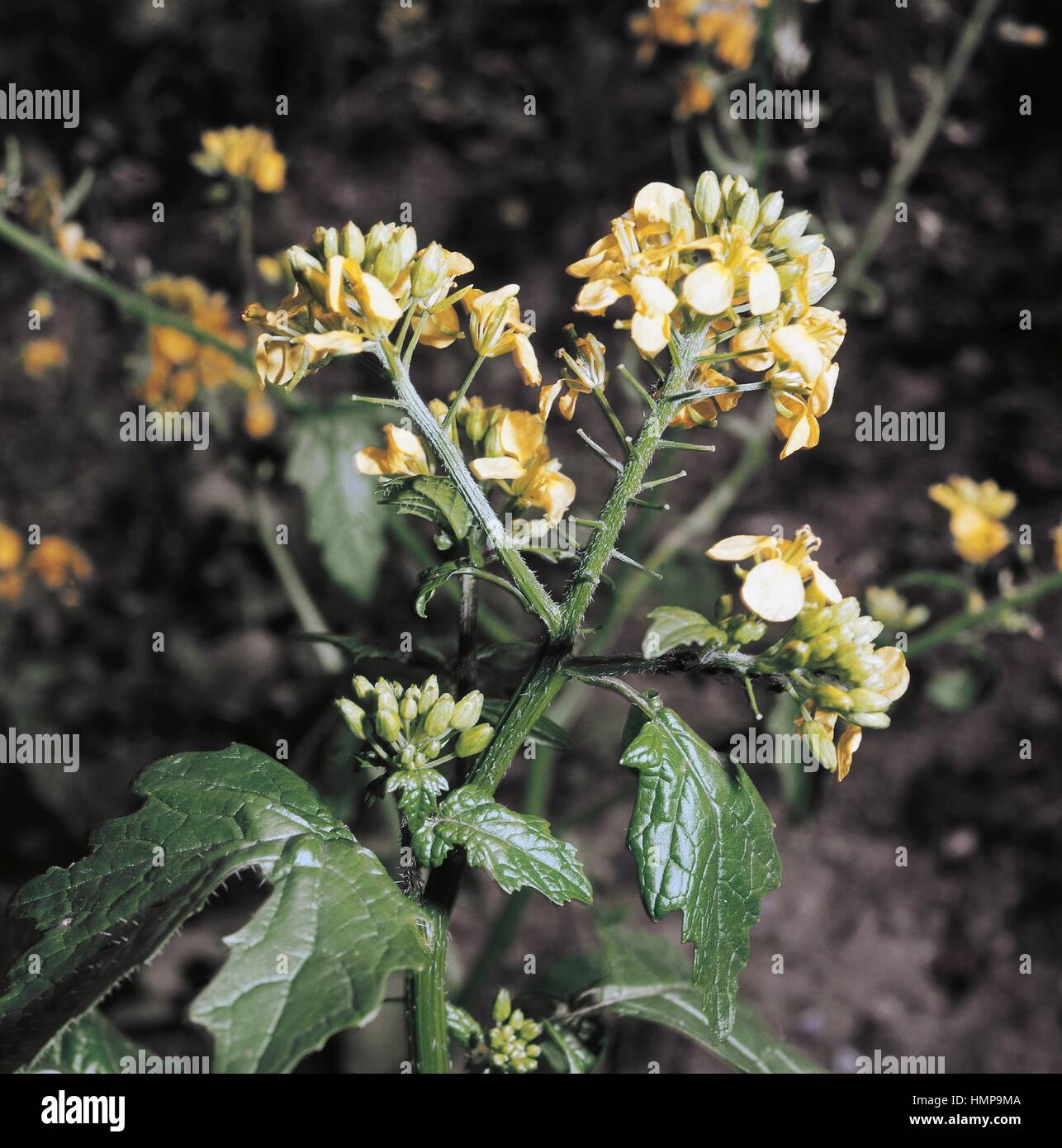 White Mustard (Sinapis alba or Brassica alba), Brassicaceae Stock Photo